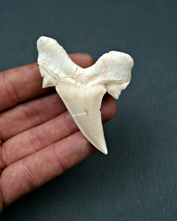 Diente de Otodus obliquus