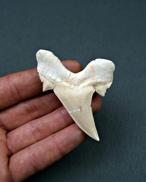 Diente de Otodus obliquus