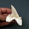 Diente de Otodus obliquus