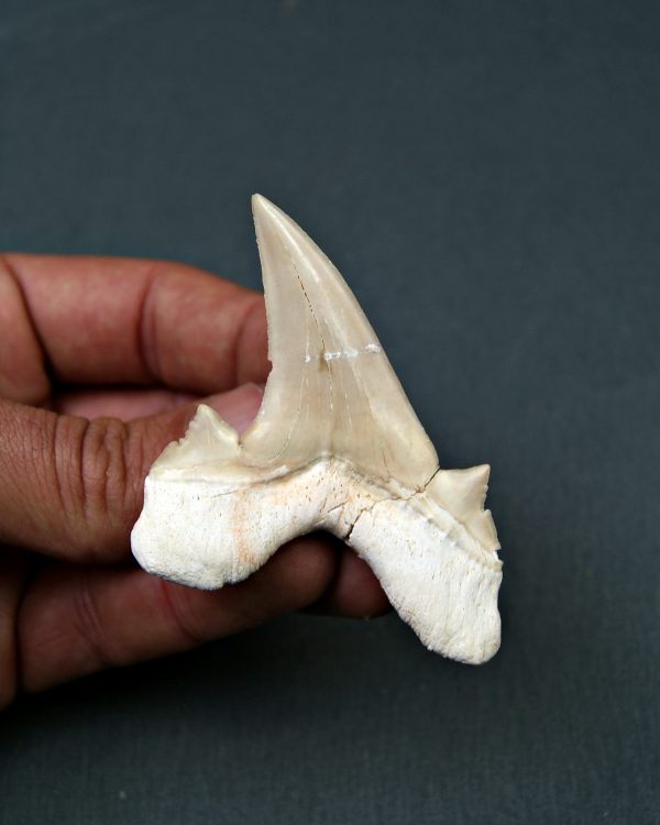 Diente de Otodus obliquus