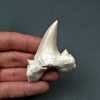 Diente de Otodus obliquus