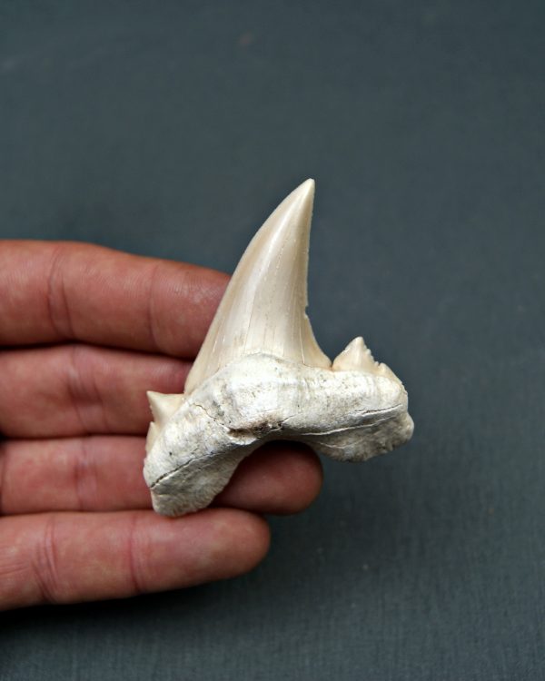 Diente de Otodus obliquus