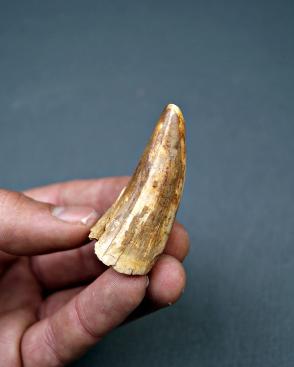 SONY DSC Diente de Elosuchus cheferensis