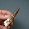 Spinosaurus aegyptiacus