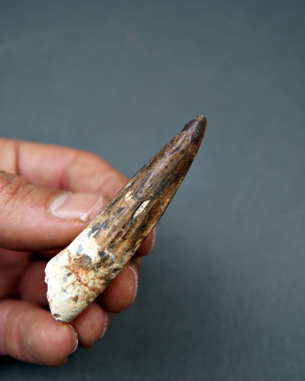 Spinosaurus aegyptiacus
