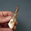 Spinosaurus aegyptiacus