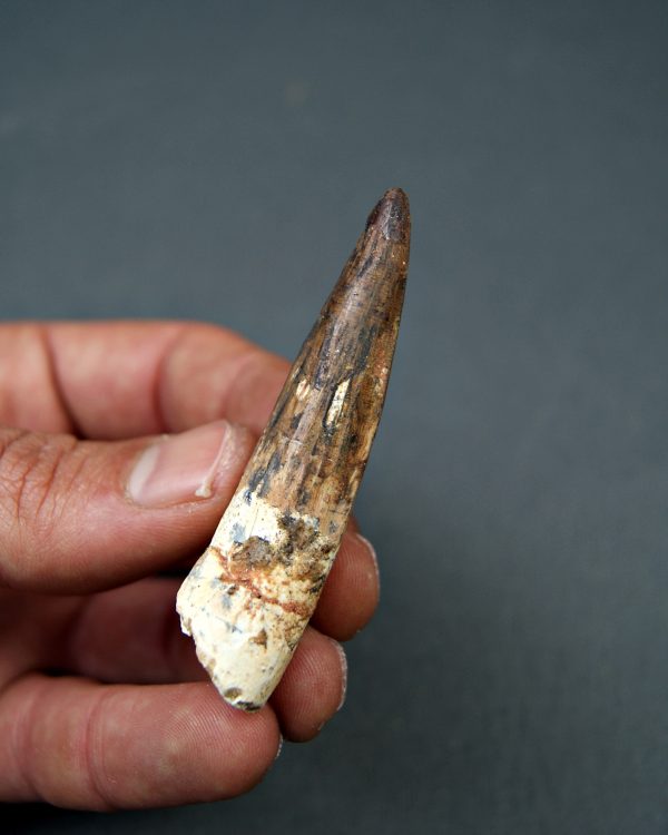 Spinosaurus aegyptiacus