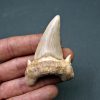 Diente de Otodus obliquus