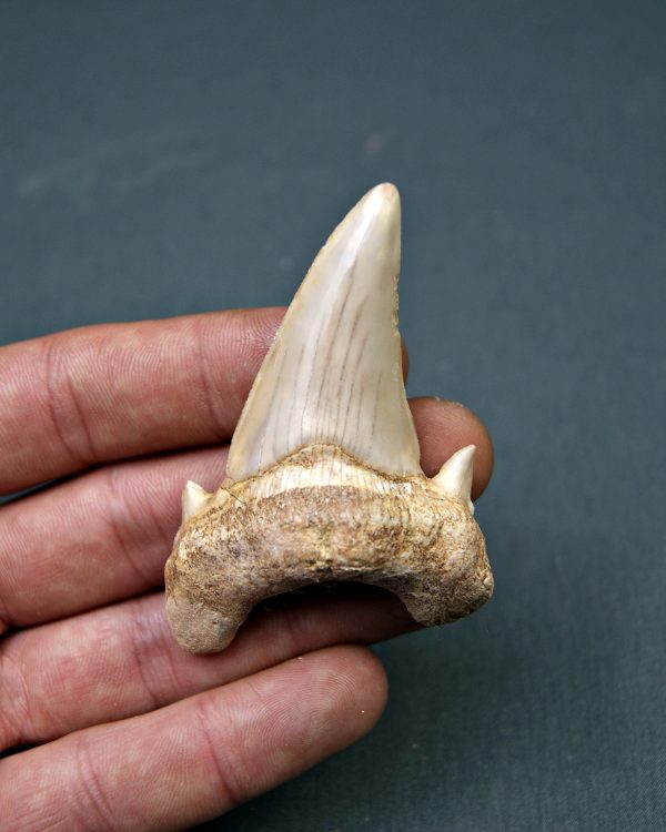 Diente de Otodus obliquus