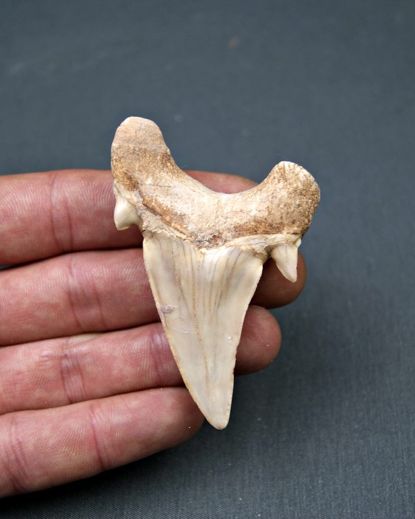 Diente de Otodus obliquus