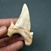 Diente de Otodus obliquus