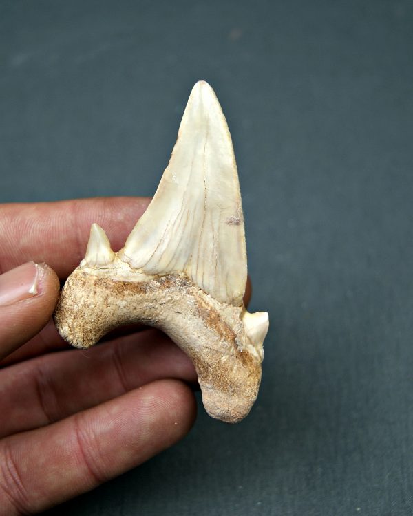 Diente de Otodus obliquus