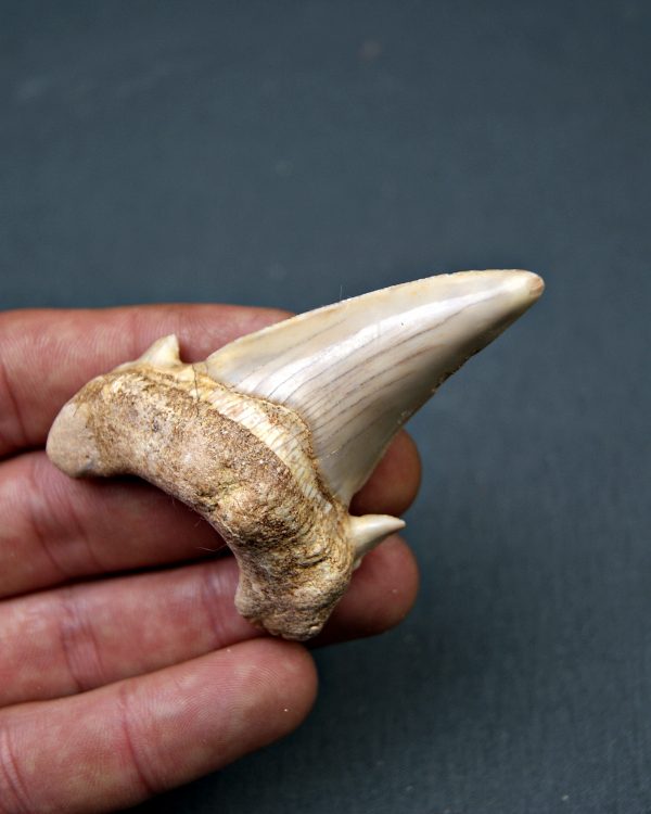 Diente de Otodus obliquus