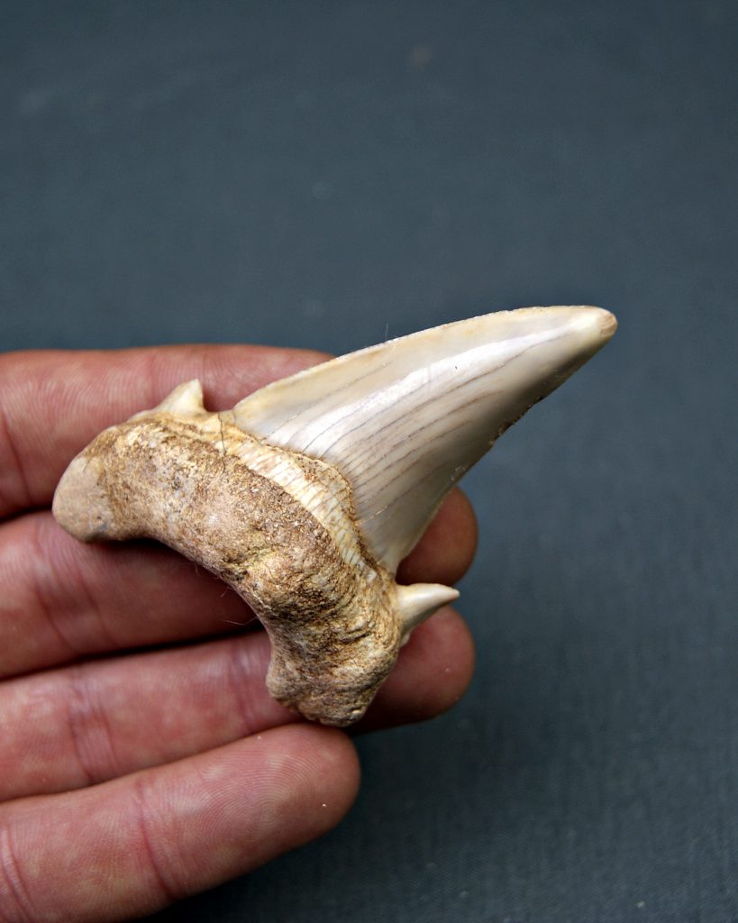 Diente de Otodus obliquus