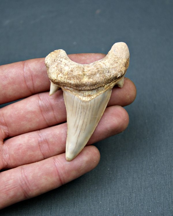 Diente de Otodus obliquus