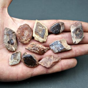 Escamas de Lepidotes pawdosky (UND)
