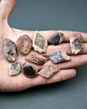 Escamas de Lepidotes pawdosky (UND)