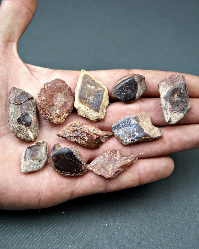 Escamas de Lepidotes pawdosky (UND)