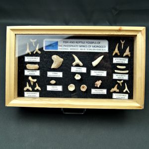 Colección tiburones de Khouribga