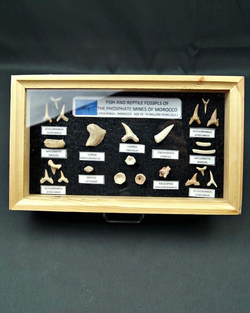 Colección tiburones de Khouribga