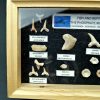 Colección tiburones de Khouribga