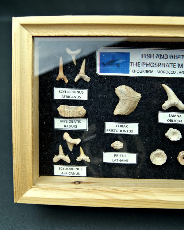 Colección tiburones de Khouribga