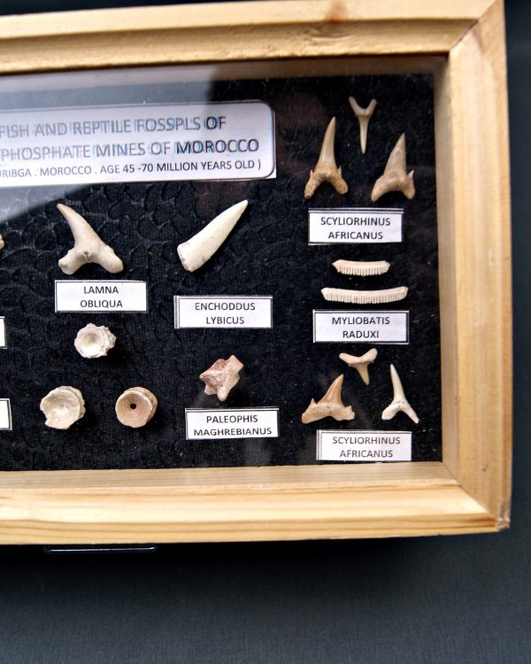 Colección tiburones de Khouribga