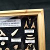 Colección tiburones de Khouribga