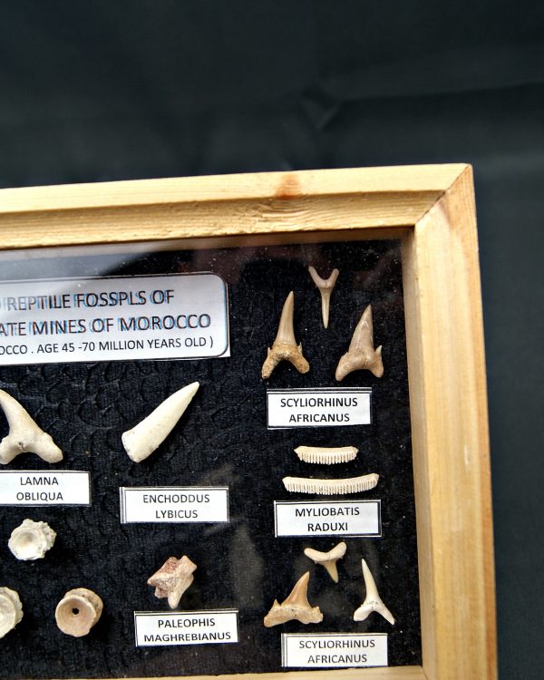 Colección tiburones de Khouribga