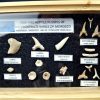 Colección tiburones de Khouribga