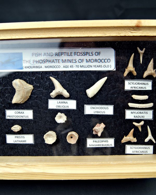 Colección tiburones de Khouribga