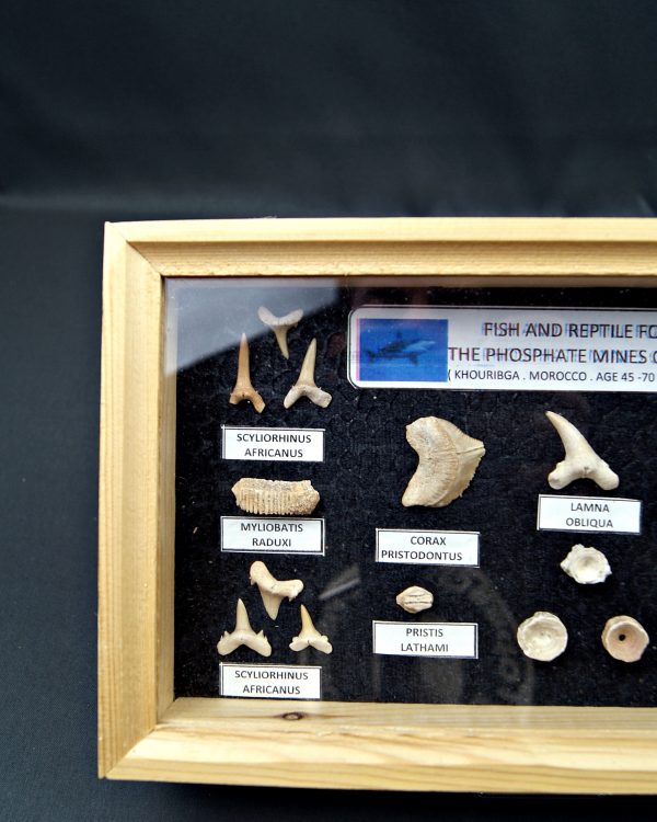 Colección tiburones de Khouribga
