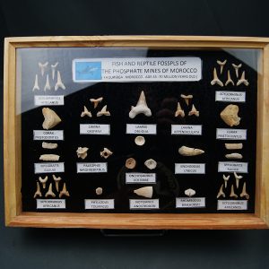 Colección de fósiles marinos