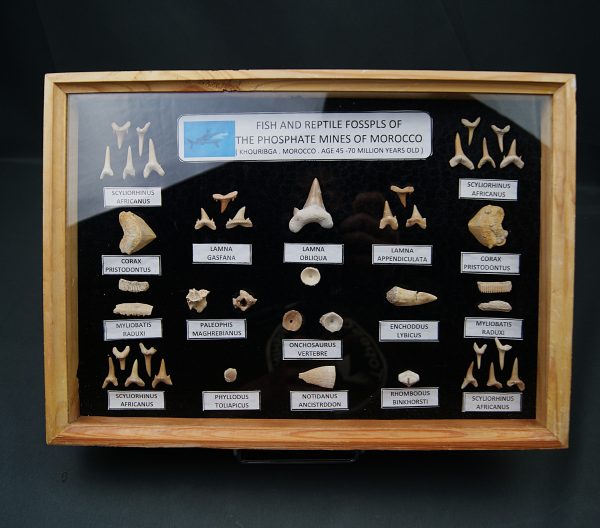 Colección de fósiles marinos