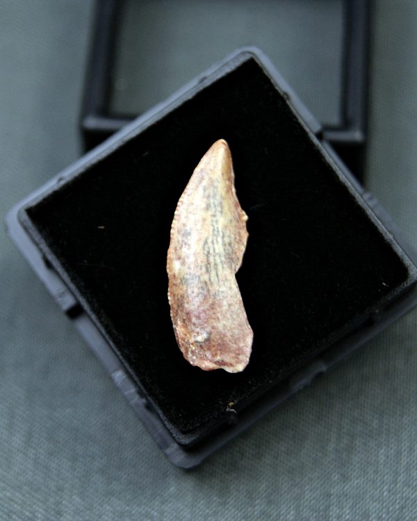 Diente raptor (Dromaeosauridae)