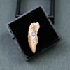 Diente raptor (Dromaeosauridae)