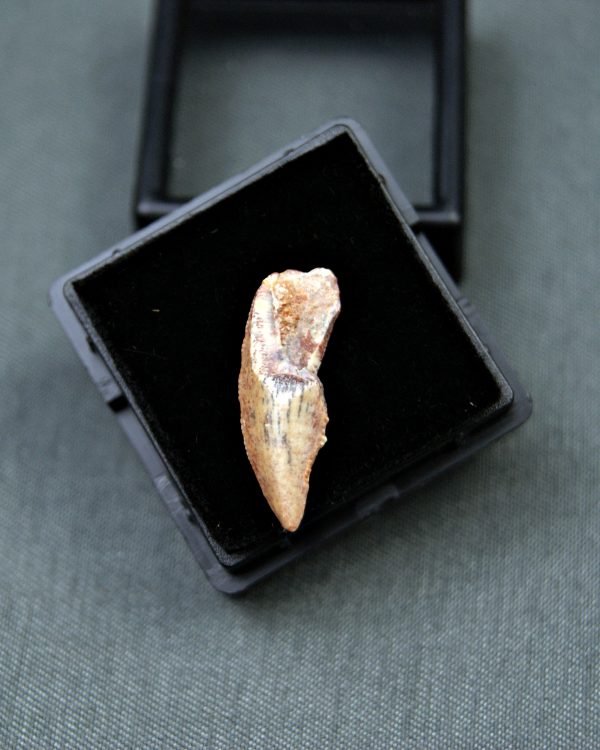 Diente raptor (Dromaeosauridae)