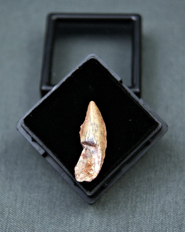 Diente raptor (Dromaeosauridae)