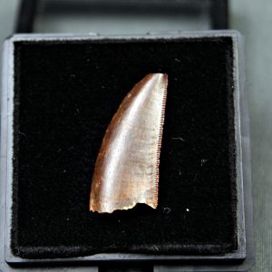 Diente de Deltadromeus agilis