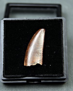 Diente de Deltadromeus agilis