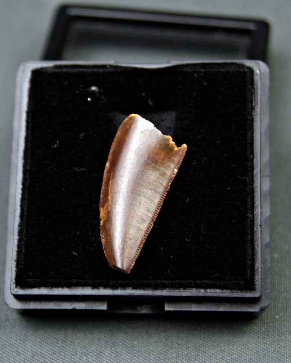 Diente de Deltadromeus agilis