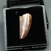 Diente de Deltadromeus agilis