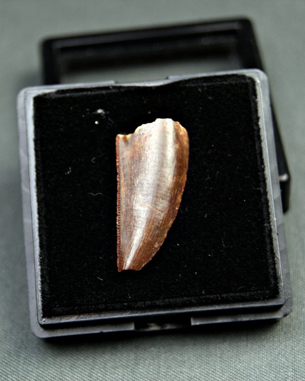 Diente de Deltadromeus agilis