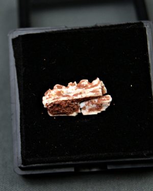 Mandíbula de Aidachar paludalis
