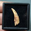 Diente de Siroccopteryx moroccensis