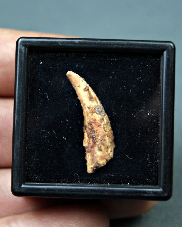 Diente de Siroccopteryx moroccensis