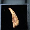 Diente de Siroccopteryx moroccensis
