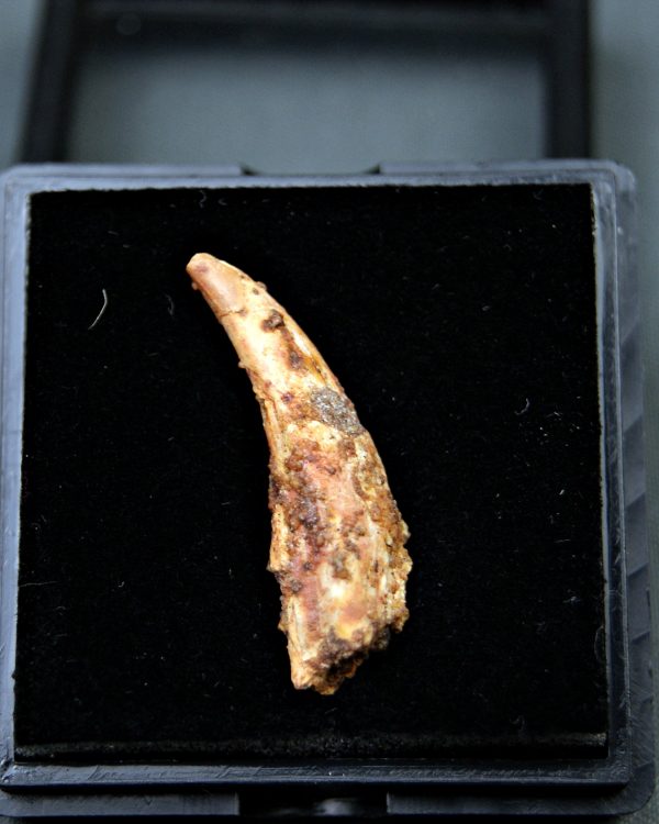 Diente de Siroccopteryx moroccensis