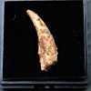 Diente de Siroccopteryx moroccensis