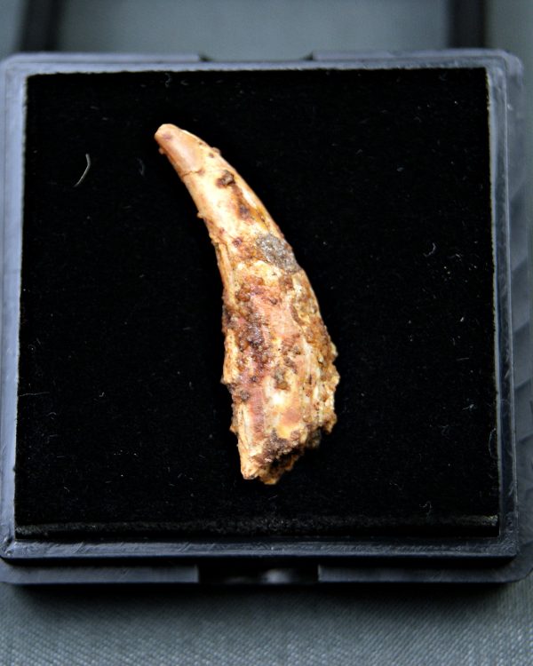 Diente de Siroccopteryx moroccensis